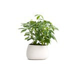 Wood Plants