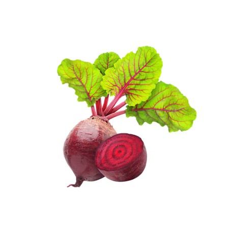 Coriander