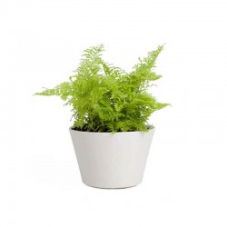 Floral Plant