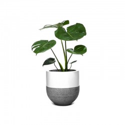 Neon Pothos
