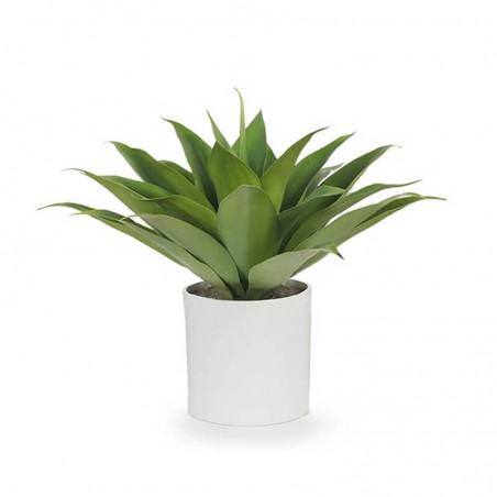 Fiddle-Leaf Plant