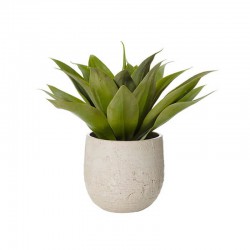 African Herb Plant