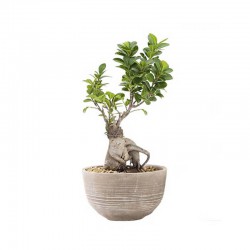 Assorted Bouquet Plant