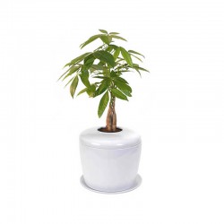 False Aralia