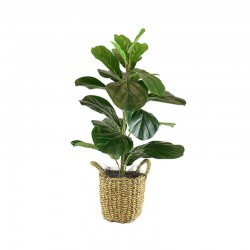 Spider Plant