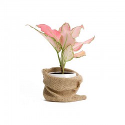 Artificial Plants