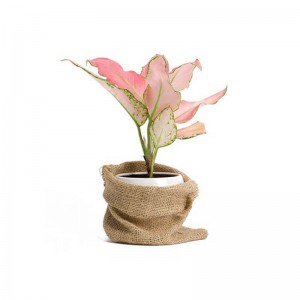 Artificial Plants