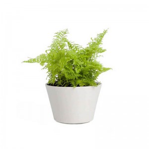 Artificial Plants