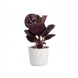 Maranta Leuconeura