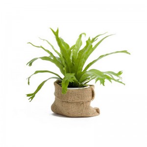 Peperomia Caperata