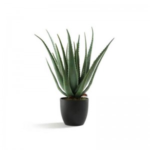 Fiddle-Leaf Plant