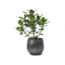 Eucalyptus