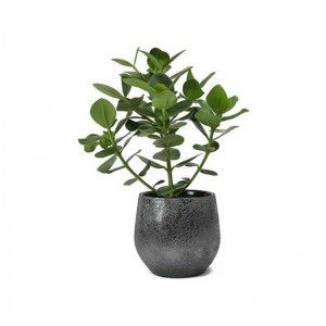 Eucalyptus
