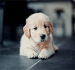 Pet Cage