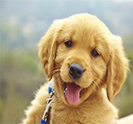 Pet Grooming Tools