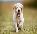 Dog Shampoo