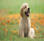 Pet Shampoos