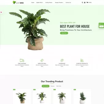 Leaf Bird Plants for Every Home and Heart